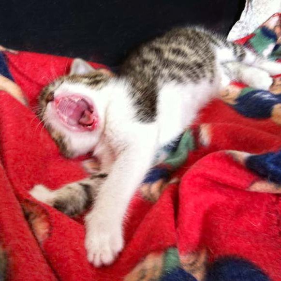 Baby-Kätzin Conny im Alter von etwa 5 Wochen Baby-Kätzin Conny im Alter von etwa 5 Wochen / © 2014 Arche KaNaum (DN)