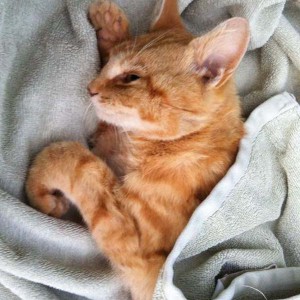 Roter Unfallkater 27.05. Roter Unfallkater 27.05. / © 2014 Arche KaNaum (DN)