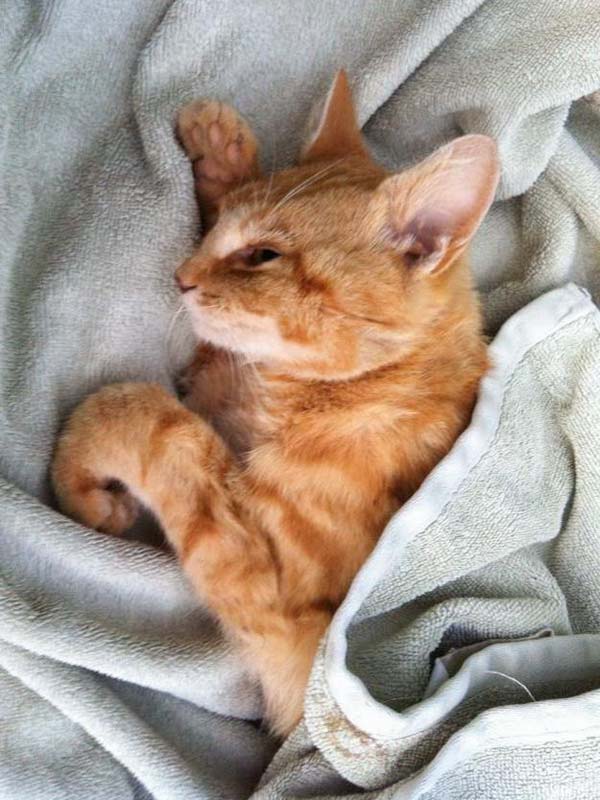 Roter Unfallkater 27.05. / © 2014 Arche KaNaum (DN)