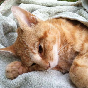 Roter Unfallkater 27.05. Roter Unfallkater 27.05. / © 2014 Arche KaNaum (DN)