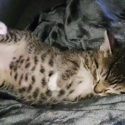 Kätzin Fey im neuen Zuhause / © 2014 Privat