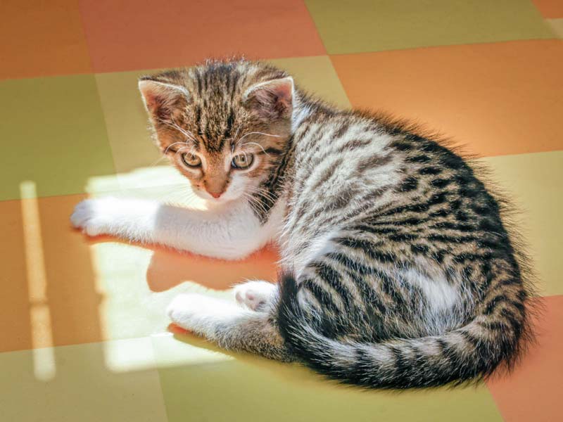 Baby-Kätzin Conny im Alter von etwa 7 Wochen / © 2014 Arche KaNaum (DN)