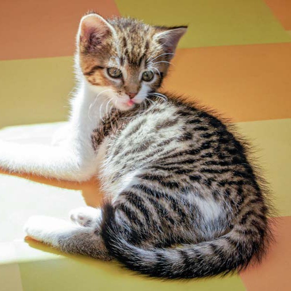 Baby-Kätzin Conny im Alter von etwa 7 Wochen Baby-Kätzin Conny im Alter von etwa 7 Wochen / © 2014 Arche KaNaum (DN)