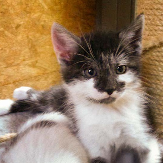 Kater Henry / © 2014 Arche KaNaum (DN)