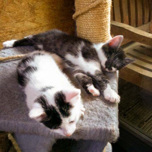 Kater Rudi (l.) und Henry / © 2014 Arche KaNaum (DN)