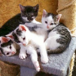 Schnurrchens Babies (v.l.): Olli, Rudi, Henry und Marie / © 2014 Arche KaNaum (DN)