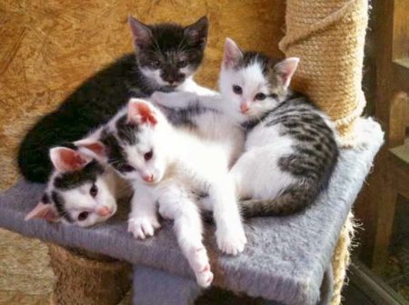 Schnurrchens Babies (v.l.): Olli, Rudi, Henry und Marie / © 2014 Arche KaNaum (DN)