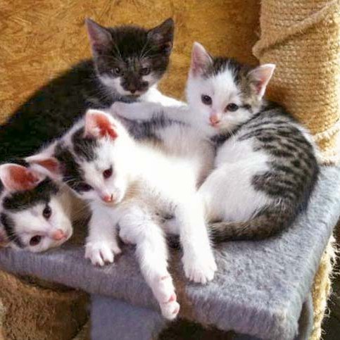 Schnurrchens Babies (v.l.):  Olli, Rudi, Henry und Marie Schnurrchens Babies (v.l.): Olli, Rudi, Henry und Marie / © 2014 Arche KaNaum (DN)