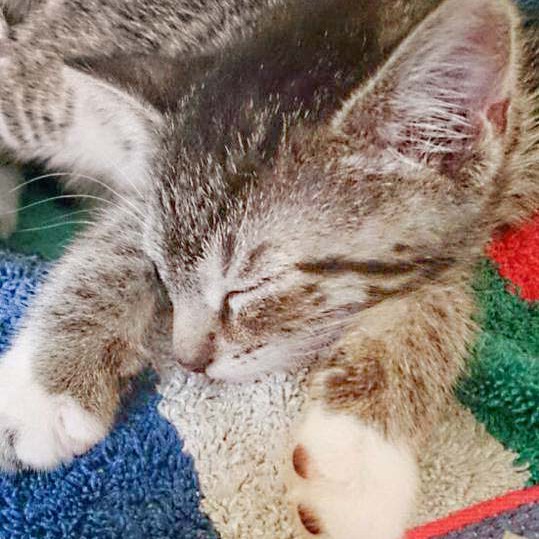 Kätzin Fey im neuen Zuhause / © 2014 Privat