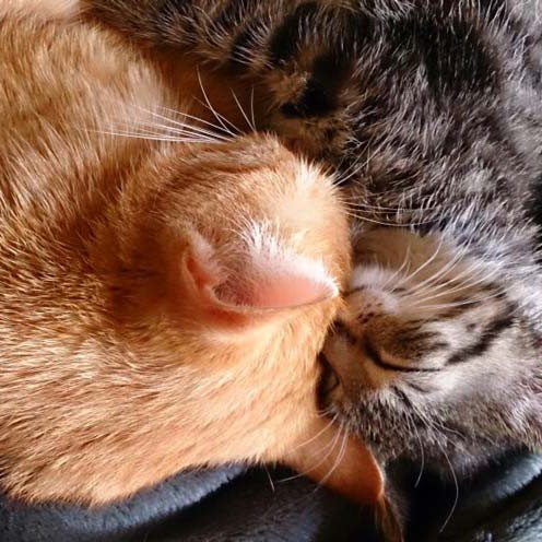 Kätzinnen Fey (r.) und Irmchen im neuen Zuhause / © 2014 Privat