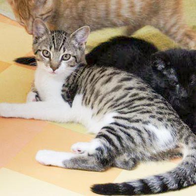 Kätzin Conny (l.) und Kater Sir Odin Kätzin Conny (l.) und Kater Sir Odin / © 2014 Arche KaNaum (DN)