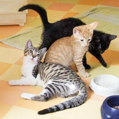 Kätzin Conny (v.) und Kater Spencer (m.) und Sir Odin Kätzin Conny (v.) und Kater Spencer (m.) und Sir Odin / © 2014 Arche KaNaum (DN)