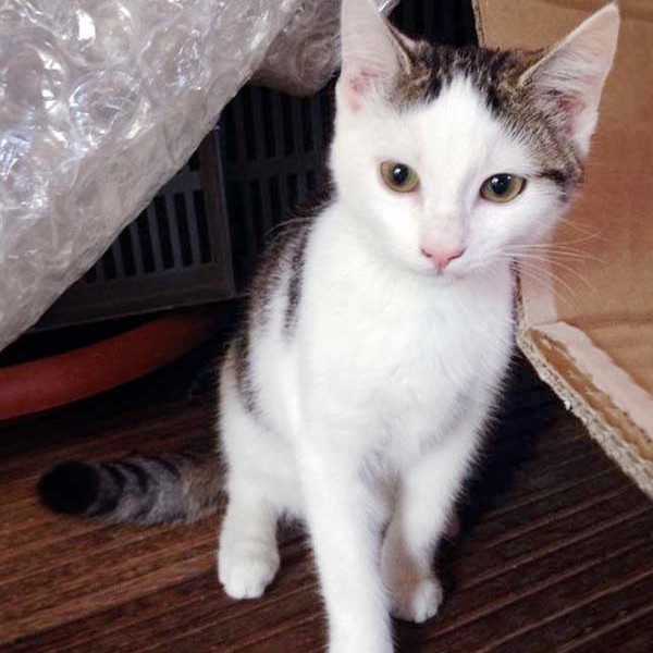 Kätzin Marie Kätzin Marie / © 2014 Arche KaNaum (DN)