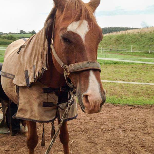 Henry macht ein Nickerchen beim Hufschmied-Termin Henry macht ein Nickerchen beim Hufschmied-Termin / © 2014 Arche KaNaum (DN)