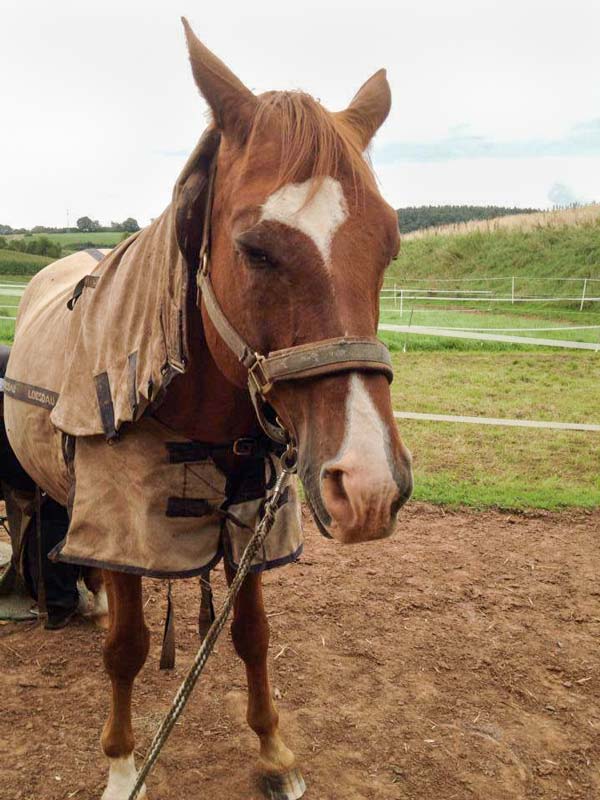 Henry macht ein Nickerchen beim Hufschmied-Termin / © 2014 Arche KaNaum (DN)