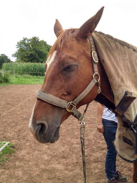 Henry macht ein Nickerchen beim Hufschmied-Termin / © 2014 Arche KaNaum (DN)