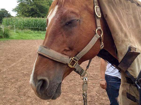 Henry macht ein Nickerchen beim Hufschmied-Termin / © 2014 Arche KaNaum (DN)