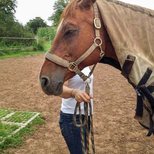 Gnadenhof-Pferde Henry und Carthago beim Hufschmied - Arche KaNaum ...