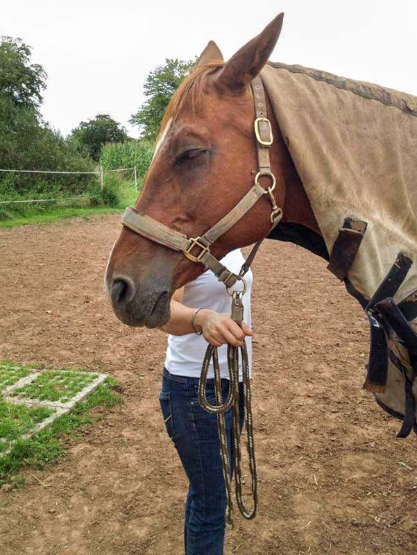 Henry macht ein Nickerchen beim Hufschmied-Termin / © 2014 Arche KaNaum (DN)