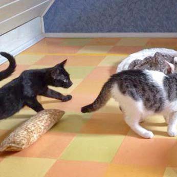 Kater Sir Odin (l.) und Kätzin Marie beim ersten Kennenlernen Kater Sir Odin (l.) und Kätzin Marie beim ersten Kennenlernen / © 2014 Arche KaNaum (DN)