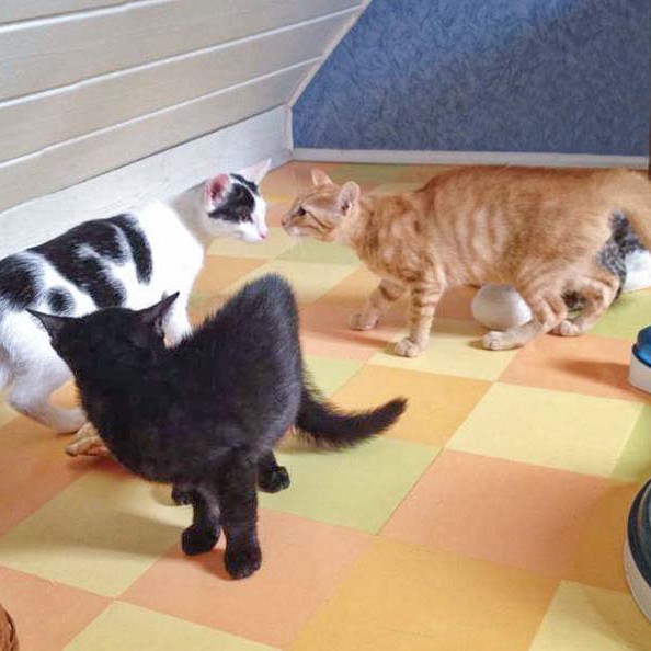 Kater Rudi, Sir Odin und Spencer (v.l.) beim ersten Kennenlernen / © 2014 Arche KaNaum (DN)