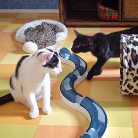 Kater Rudi (l.) und Sir Odin beim ersten Kennenlernen / © 2014 Arche KaNaum (DN)