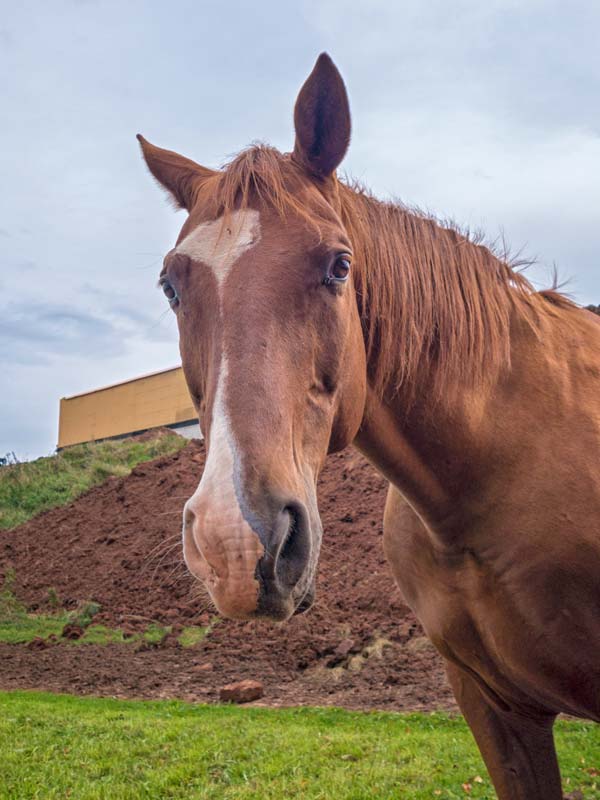 Gnadenhof-Pferd Henry / © 2014 Arche KaNaum (NH)