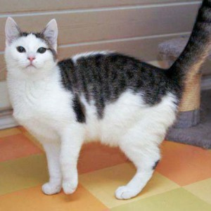 Kätzin Marie Kätzin Marie / © 2014 Arche KaNaum (DN)