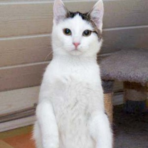 Kätzin Marie Kätzin Marie / © 2014 Arche KaNaum (DN)