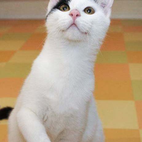 Kater Rudi / © 2014 Arche KaNaum (DN)