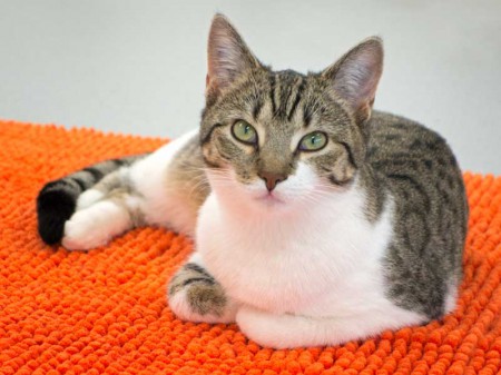 Kätzin Conny / © 2015 Arche KaNaum (NH)