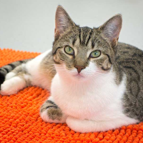 Kätzin Conny Kätzin Conny / © 2015 Arche KaNaum (NH)