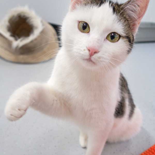 Kätzin Marie Kätzin Marie / © 2015 Arche KaNaum (NH)