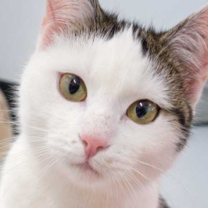 Kätzin Marie / © 2015 Arche KaNaum (NH)