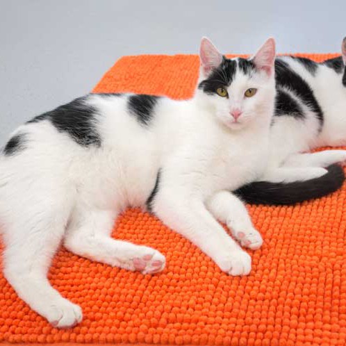 Katerkumpels Rudi (l.) und Strolch / © 2015 Arche KaNaum (NH)