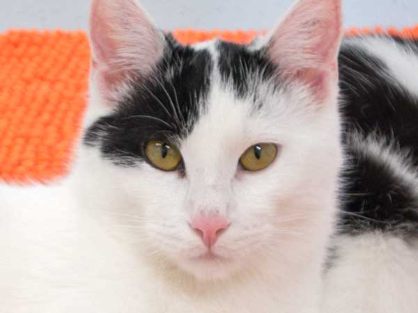 Kater Rudi / © 2015 Arche KaNaum (NH)