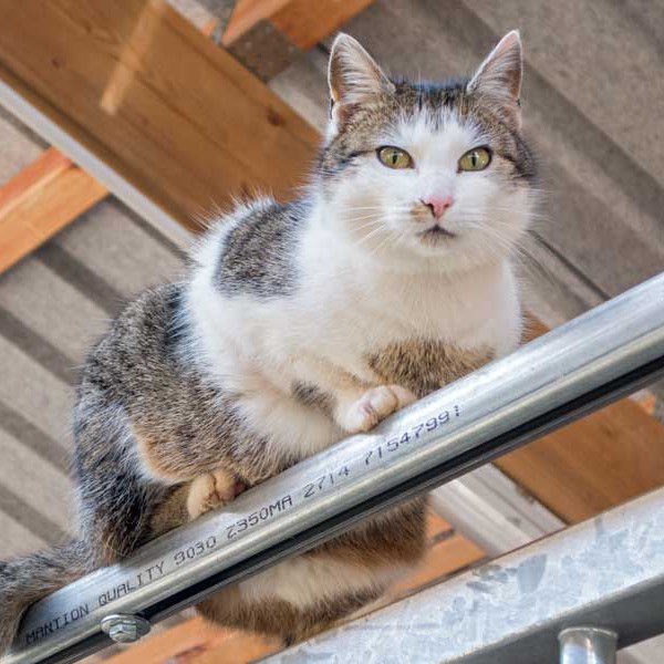 Kätzin Schnurrchen / © 2015 Arche KaNaum (NH) Kätzin Schnurrchen / © 2015 Arche KaNaum (NH)