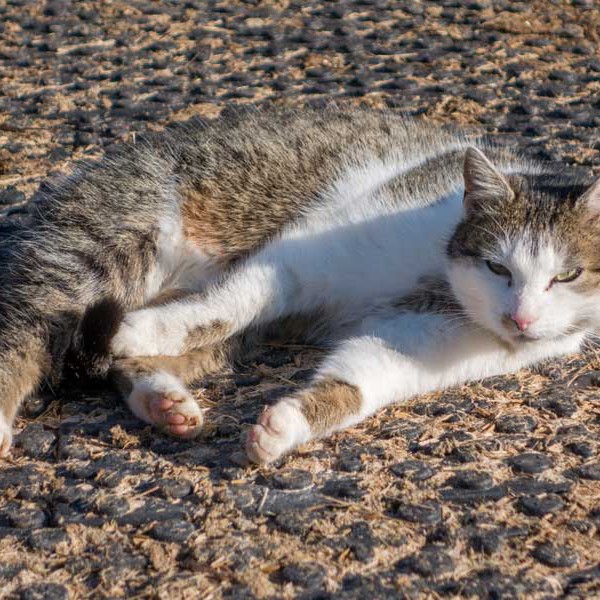 Kätzin Schnurrchen / © 2015 Arche KaNaum (NH) Kätzin Schnurrchen / © 2015 Arche KaNaum (NH)