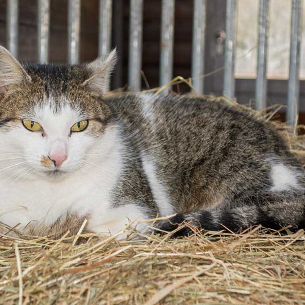 Kätzin Schnurrchen / © 2015 Arche KaNaum (NH) Kätzin Schnurrchen / © 2015 Arche KaNaum (NH)