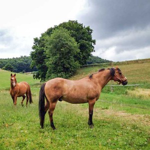 Henry (h.) und sein neuer Kumpel   /  © 2015 Arche KaNaum (DN) Henry (h.) und sein neuer Kumpel / © 2015 Arche KaNaum (DN)