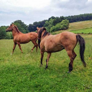 Henry (h.) und sein neuer Kumpel   /  © 2015 Arche KaNaum (DN) Henry (h.) und sein neuer Kumpel / © 2015 Arche KaNaum (DN)