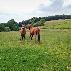 Erster Kontakt: Henry (r.) und sein neuer Kumpel   /  © 2015 Arche KaNaum (DN) Erster Kontakt: Henry (r.) und sein neuer Kumpel / © 2015 Arche KaNaum (DN)
