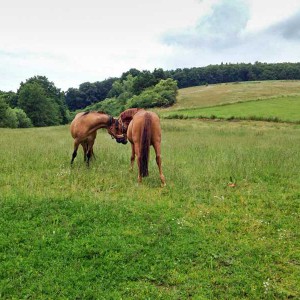 Erster Kontakt: Henry (r.) und sein neuer Kumpel   /  © 2015 Arche KaNaum (DN) Erster Kontakt: Henry (r.) und sein neuer Kumpel / © 2015 Arche KaNaum (DN)
