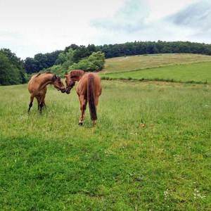 Erster Kontakt: Henry (r.) und sein neuer Kumpel / © 2015 Arche KaNaum (DN)