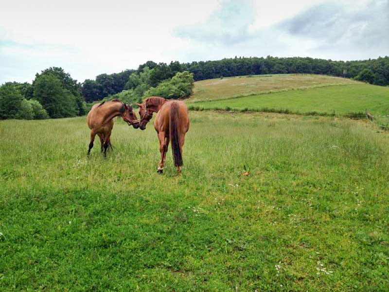 Erster Kontakt: Henry (r.) und sein neuer Kumpel / © 2015 Arche KaNaum (DN)