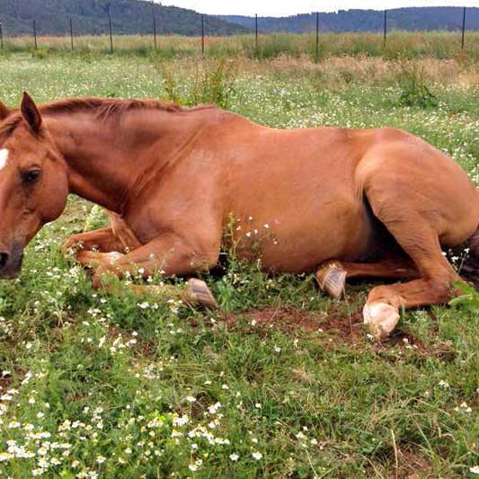 Henry chillt noch mal vor seinem Umzug ins neue Zuhause   /  © 2015 Arche KaNaum (LD) Henry chillt noch mal vor seinem Umzug ins neue Zuhause / © 2015 Arche KaNaum (LD)