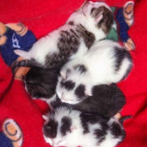 Schnurrchens Babies (v.o.): Marie, Olli, Henry und Rudi / © 2014 Arche KaNaum (DN)