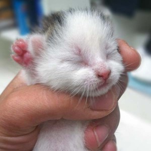 Kätzin Marie / © 2014 Arche KaNaum (DN)