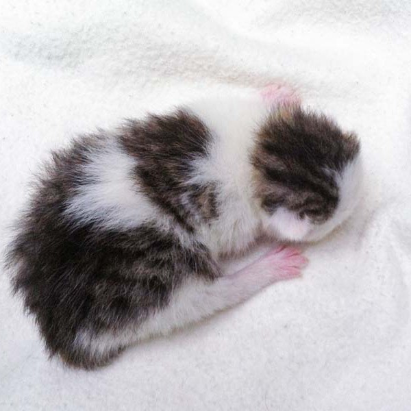 Kätzin Marie Kätzin Marie / © 2014 Arche KaNaum (DN)