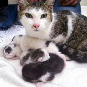 Kätzin Schnurrchen mit ihren 4 Babies / © 2014 Arche KaNaum (NH)